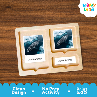 Bowhead Whale Life Cycle Flashcard 3 Part Card