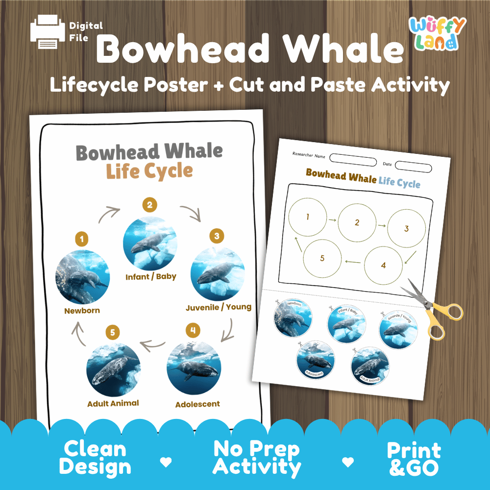 Bowhead Whale Life Cycle Poster and Cut and Paste Worksheet Activity