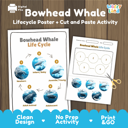 Bowhead Whale Life Cycle Poster and Cut and Paste Worksheet Activity