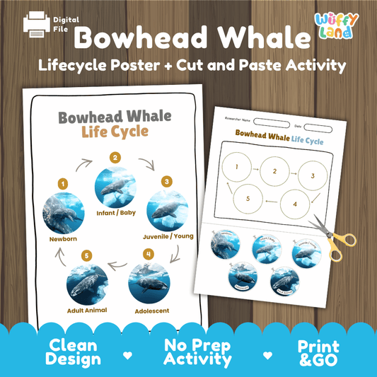 Bowhead Whale Life Cycle Poster and Cut and Paste Worksheet Activity
