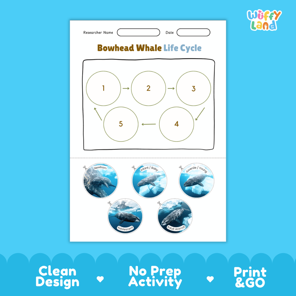 Bowhead Whale Life Cycle Poster and Cut and Paste Worksheet Activity