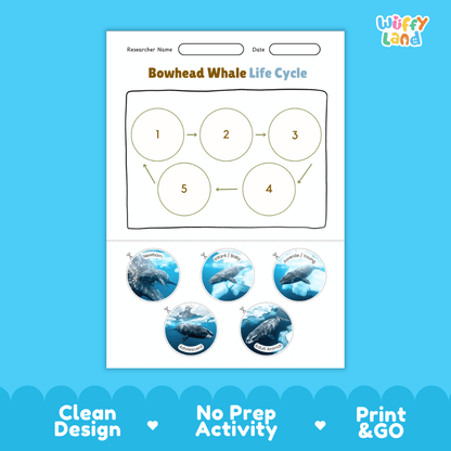 Bowhead Whale Life Cycle Poster and Cut and Paste Worksheet Activity