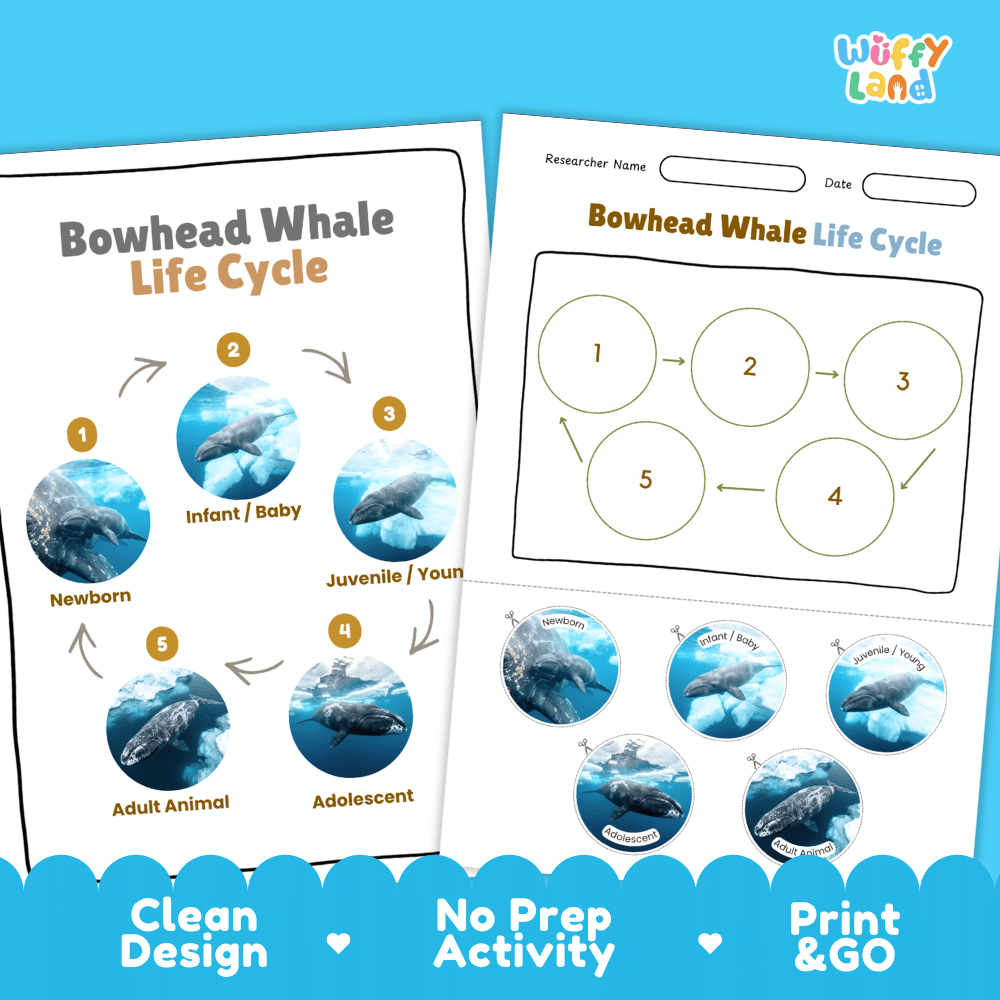 Bowhead Whale Life Cycle Poster and Cut and Paste Worksheet Activity