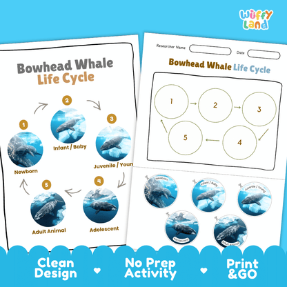 Bowhead Whale Life Cycle Poster and Cut and Paste Worksheet Activity