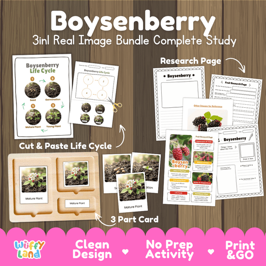 Complete Boysenberry 3-in-1 real image study bundle featuring cut and paste worksheets, Montessori 3-part cards, and research pages 🍇🌱