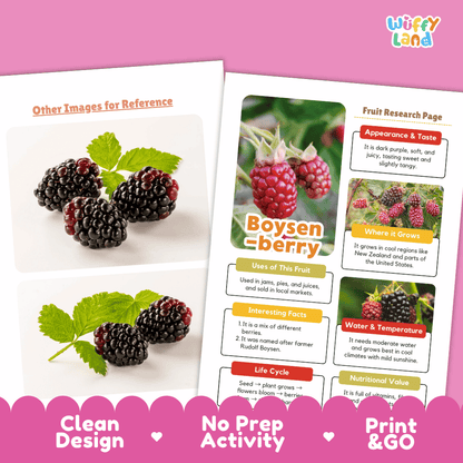 Boysenberry Fruit Research Page Worksheets and Fact Sheet