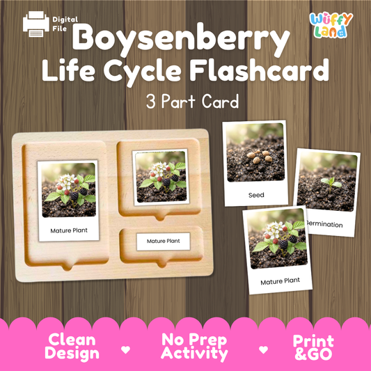 Boysenberry Life Cycle Flashcard set by Wiffy Land, featuring a wooden 3-part card tray with sample photos of seed, germination, and mature plant stages, displayed on a wood-grain background with a pink banner at the bottom.