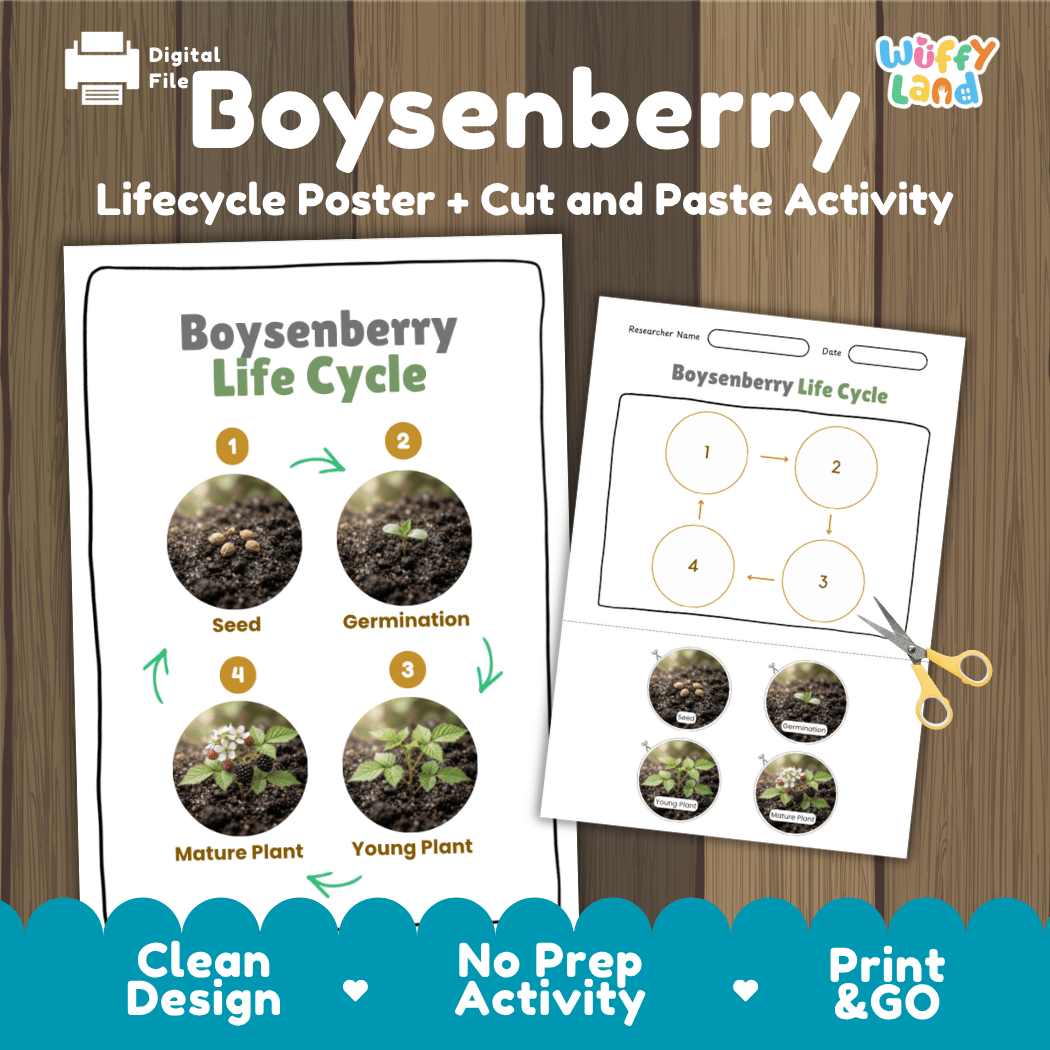 Boysenberry Life Cycle Poster and Cut and Paste Worksheet Activity