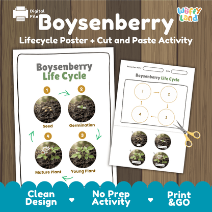 Boysenberry Life Cycle Poster and Cut and Paste Worksheet Activity