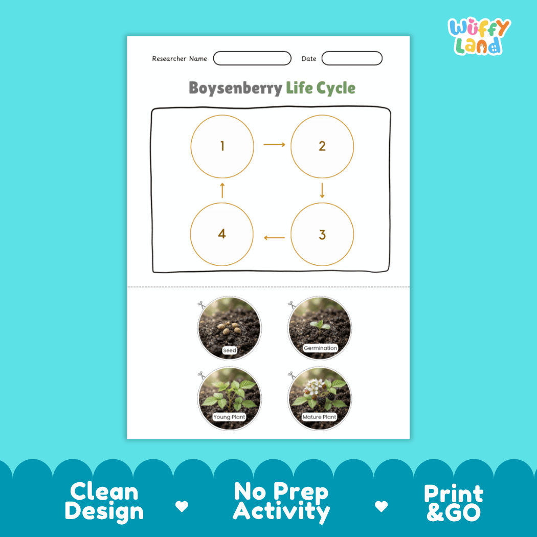 Boysenberry Life Cycle Poster and Cut and Paste Worksheet Activity