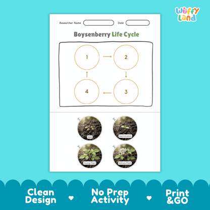 Boysenberry Life Cycle Poster and Cut and Paste Worksheet Activity