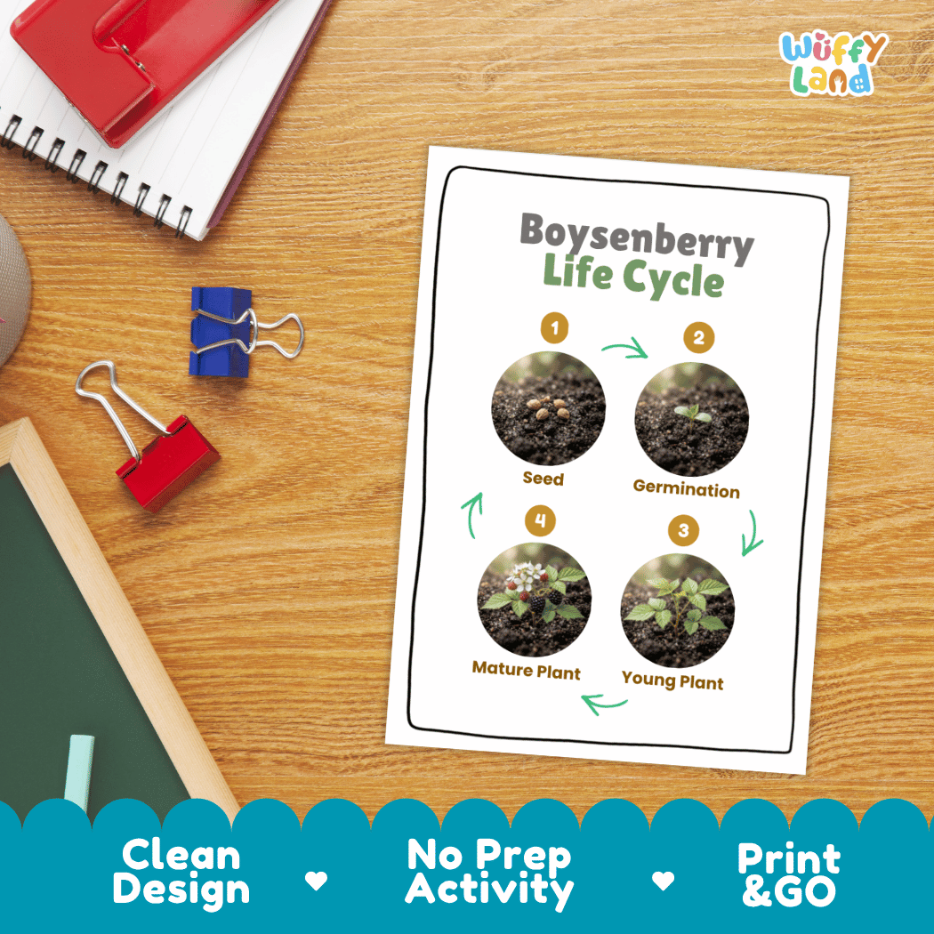 Boysenberry Life Cycle Poster and Cut and Paste Worksheet Activity