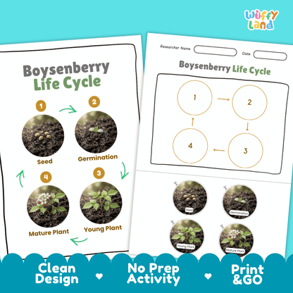 Boysenberry Life Cycle Poster and Cut and Paste Worksheet Activity