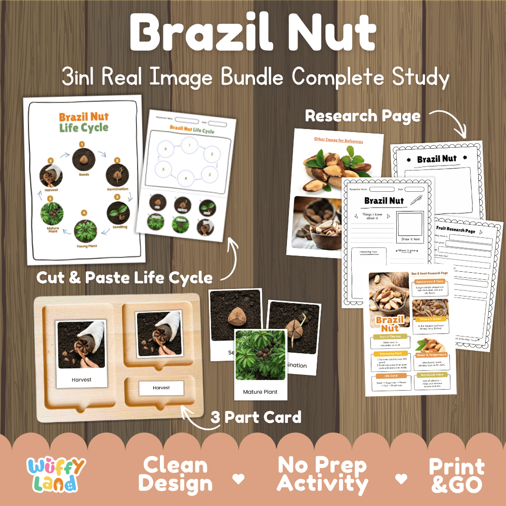 Complete Brazil Nut 3-in-1 real image study bundle featuring cut and paste worksheets, Montessori 3-part cards, and research pages 🌰🌱