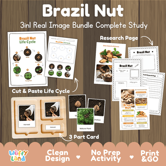 Complete Brazil Nut 3-in-1 real image study bundle featuring cut and paste worksheets, Montessori 3-part cards, and research pages 🌰🌱