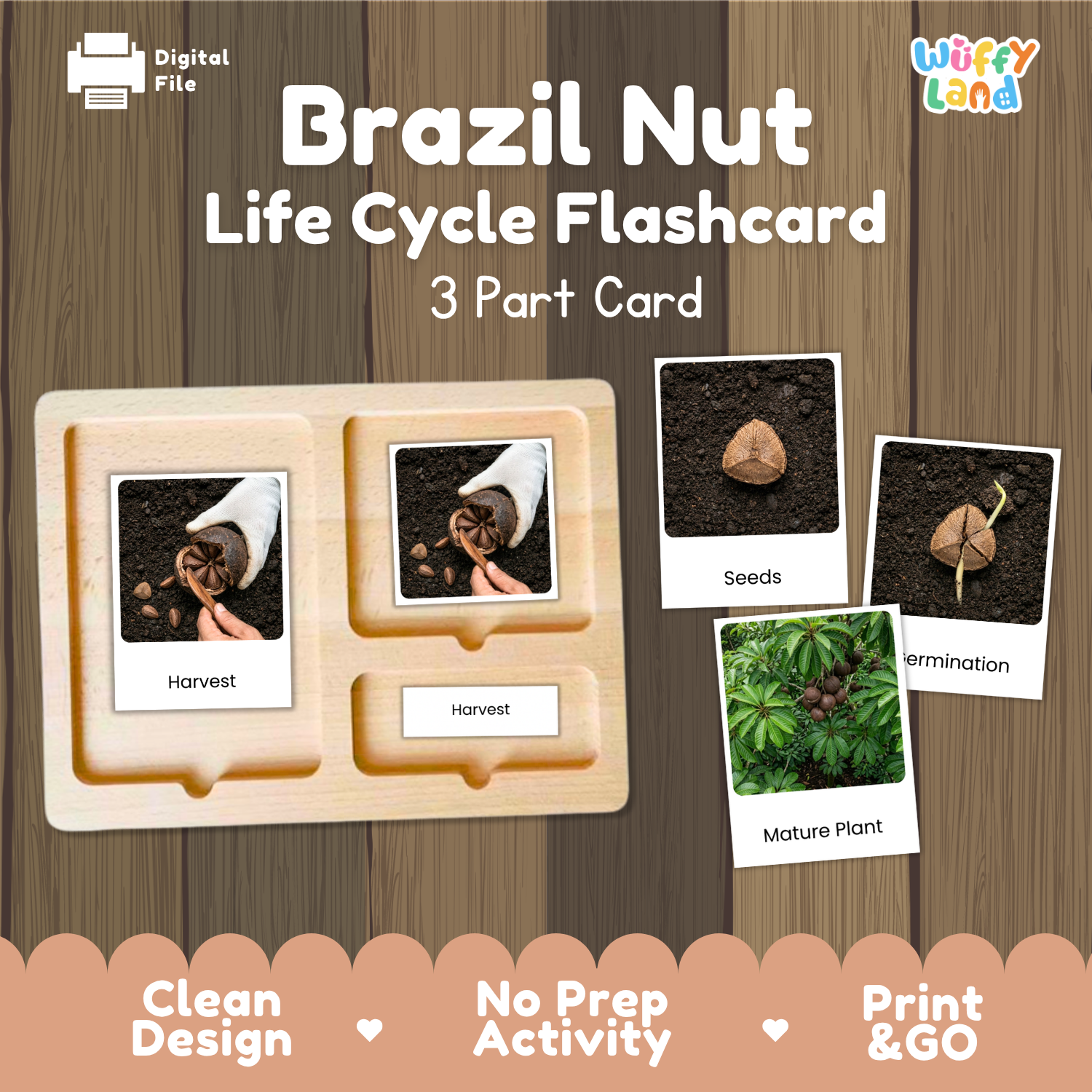 Brazil Nut Life Cycle Flashcard set by Wiffy Land, featuring a 3-part wooden card tray with labeled photos of harvest, seeds, germination, and mature plant stages, shown on a wood-textured background with promotional text.