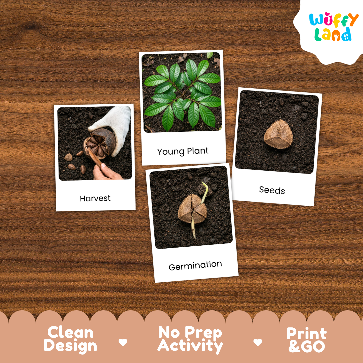 Four labeled activity cards showing gardening stages—Harvest, Young Plant, Seeds, and Germination—placed on a wood surface. The cards show soil samples, a young green plant, a seed, and a hand harvesting.