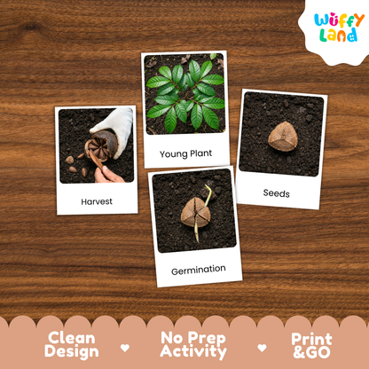 Four labeled activity cards showing gardening stages—Harvest, Young Plant, Seeds, and Germination—placed on a wood surface. The cards show soil samples, a young green plant, a seed, and a hand harvesting.