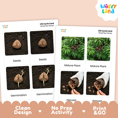 Two printed educational activity cards for Brazil nut life cycle, shown on a peach background. The left card shows seeds, germination, and germination comparisons.