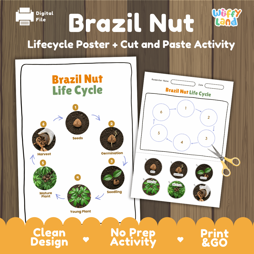 Brazil Nut Life Cycle Poster and Cut and Paste Activity Worksheets