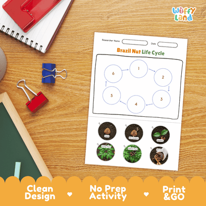 Brazil Nut Life Cycle Poster and Cut and Paste Activity Worksheets