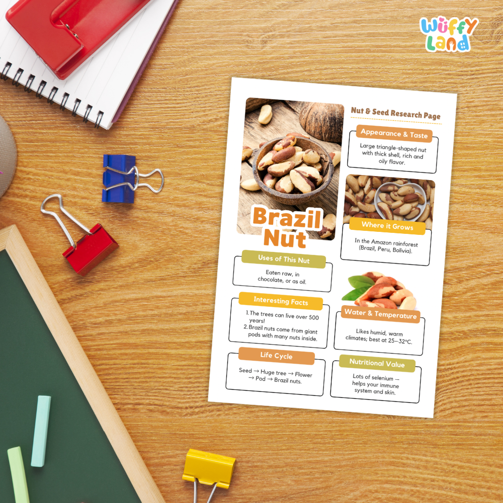 A printed Brazil nut research page with photos of Brazil nuts and colorful text boxes, styled on a wooden desk with a spiral notebook, binder clips, chalk, and a red notebook.