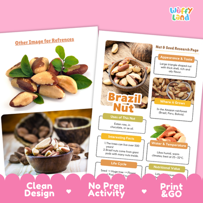 A printed educational poster about Brazil nuts shown on a pink background, with two overlapping pages. The right page has a large title 'Brazil Nut' and sections labeled 'Appearance & Taste', 'Where It Grows', 'Use of the Nut', 'Interesting Facts', 'Life Cycle', and 'Water & Temperature'.