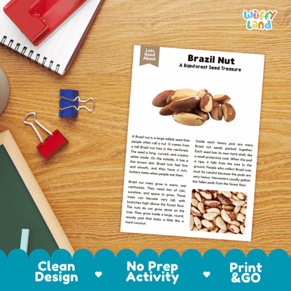 An educational activity sheet titled 'Brazil Nut: A Rainforest Seed Treasure' from the brand 'Wiffly Land' is displayed on a wooden desk. The sheet features text about identifying Brazil nuts in the wild and a small seed-treasure hunt activity.