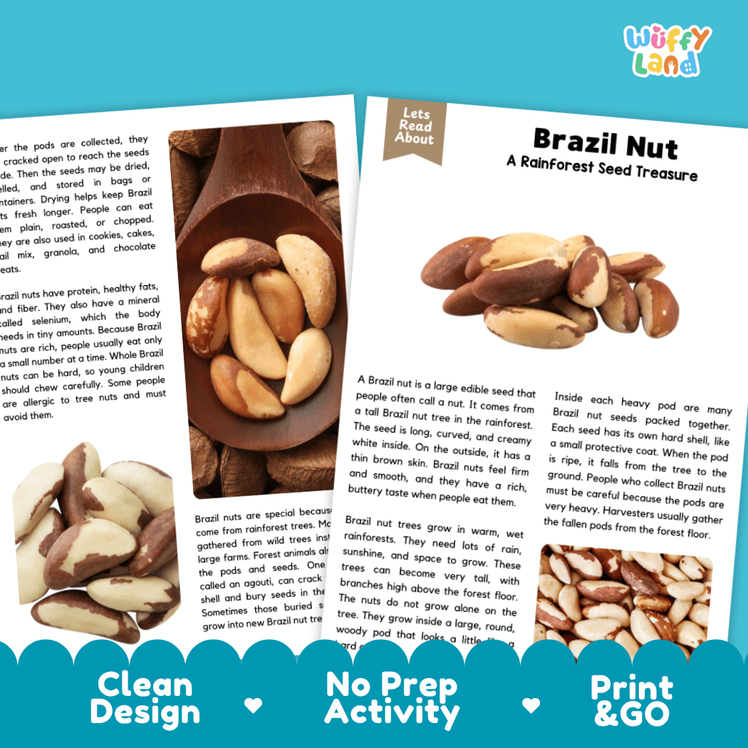 A printed informational sheet about Brazil nuts from the brand Wuffly Land, featuring text, small photos of a person holding a Brazil nut, and callout labels for 'Clean Design', 'No Prep Activity', and 'Print & GO'.