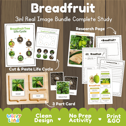 Breadfruit tree life cycle 3in1 real image bundle complete study overview featuring cut and paste worksheets, Montessori 3-part cards, and research pages from Wuffy Land 🍈🌱