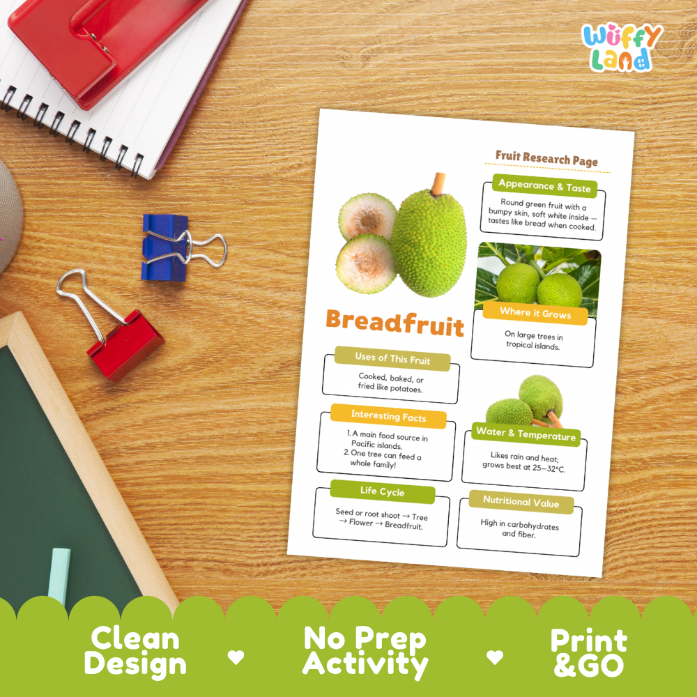 A printed fruit research page about breadfruit lies on a wooden desk, surrounded by school supplies including a spiral notebook, binder clips, and a chalkboard. The page includes a breadfruit photo, labeled sections, and the brand name 'Wiffly Land' in the top right corner.