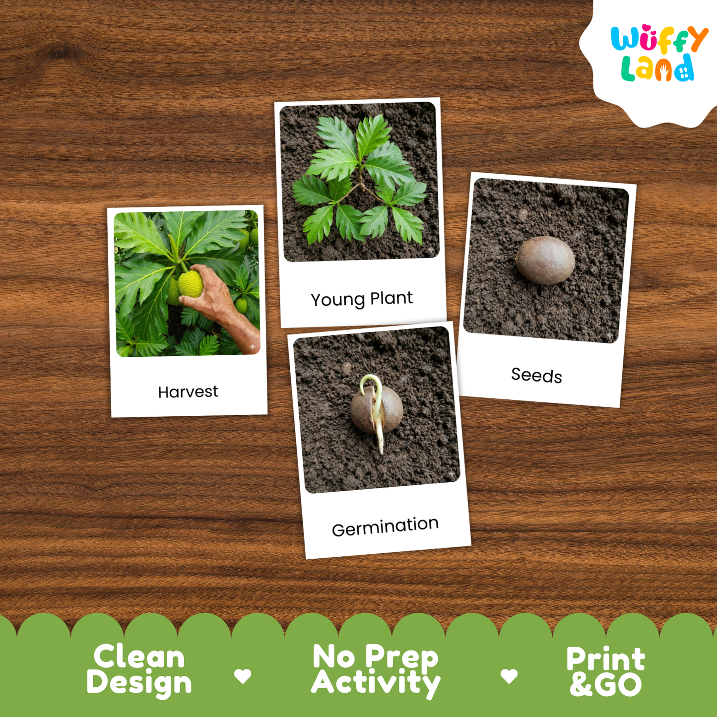 Four labeled activity cards about planting arranged on a wood surface: 'Harvest,' 'Young Plant,' 'Seeds,' and 'Germination.' The cards are shown as part of a product listing with a Wuffi Land logo in the top right and a green banner at the bottom reading 'Clean Design,' 'No Prep Activity,' and 'Print & GO.