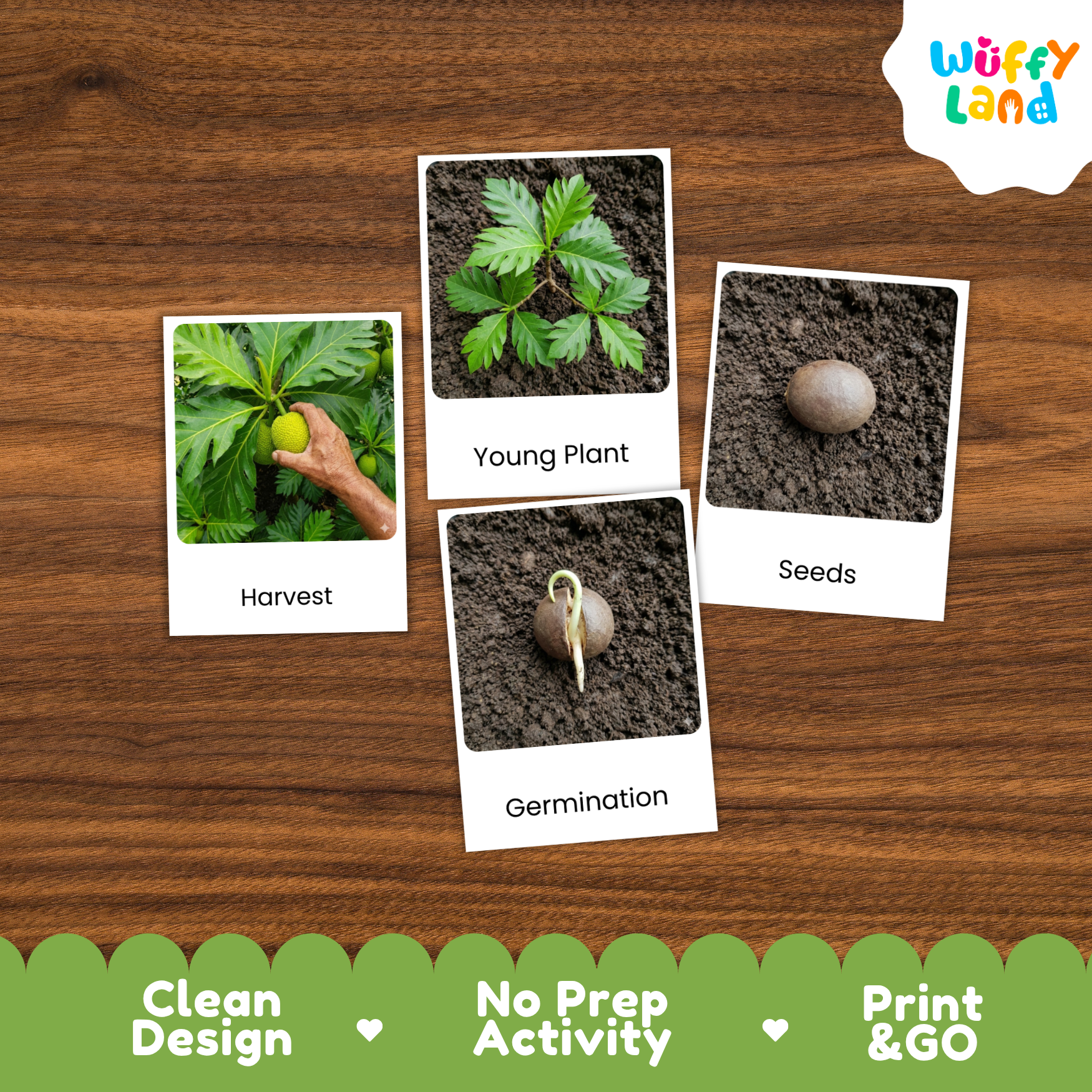 Four labeled activity cards about planting arranged on a wood surface: 'Harvest,' 'Young Plant,' 'Seeds,' and 'Germination.' The cards are shown as part of a product listing with a Wuffi Land logo in the top right and a green banner at the bottom reading 'Clean Design,' 'No Prep Activity,' and 'Print & GO.