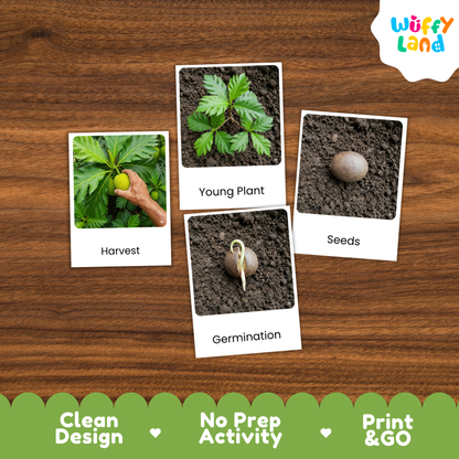 Four labeled activity cards about planting arranged on a wood surface: 'Harvest,' 'Young Plant,' 'Seeds,' and 'Germination.' The cards are shown as part of a product listing with a Wuffi Land logo in the top right and a green banner at the bottom reading 'Clean Design,' 'No Prep Activity,' and 'Print & GO.