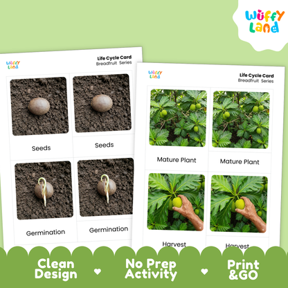 Two printed educational activity cards for breadfruit life cycle learning, shown on a light green background. The left card shows seeds and germination, and the right card shows mature plant and harvest with a hand.