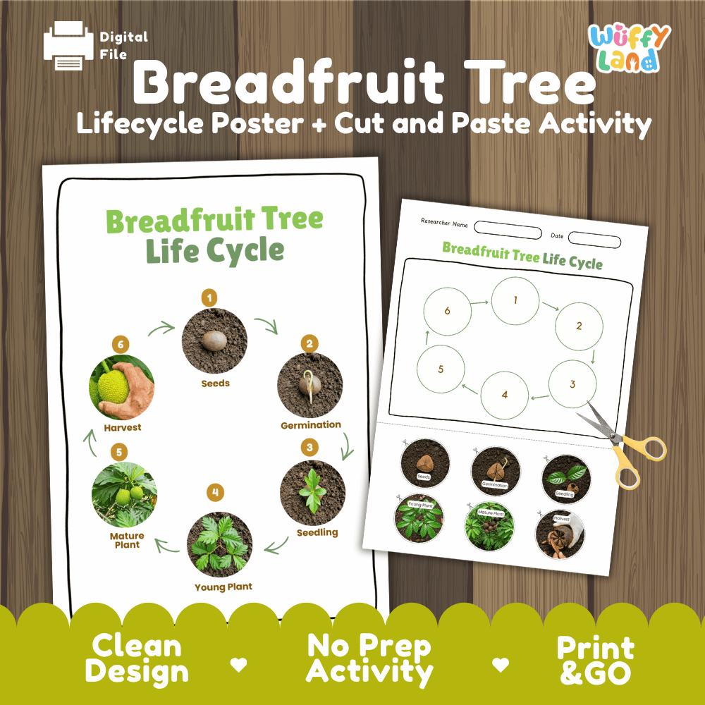 Breadfruit Tree Life Cycle Poster and Cut and Paste Activity Worksheets