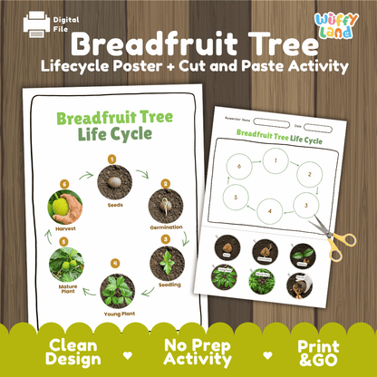 Breadfruit Tree Life Cycle Poster and Cut and Paste Activity Worksheets
