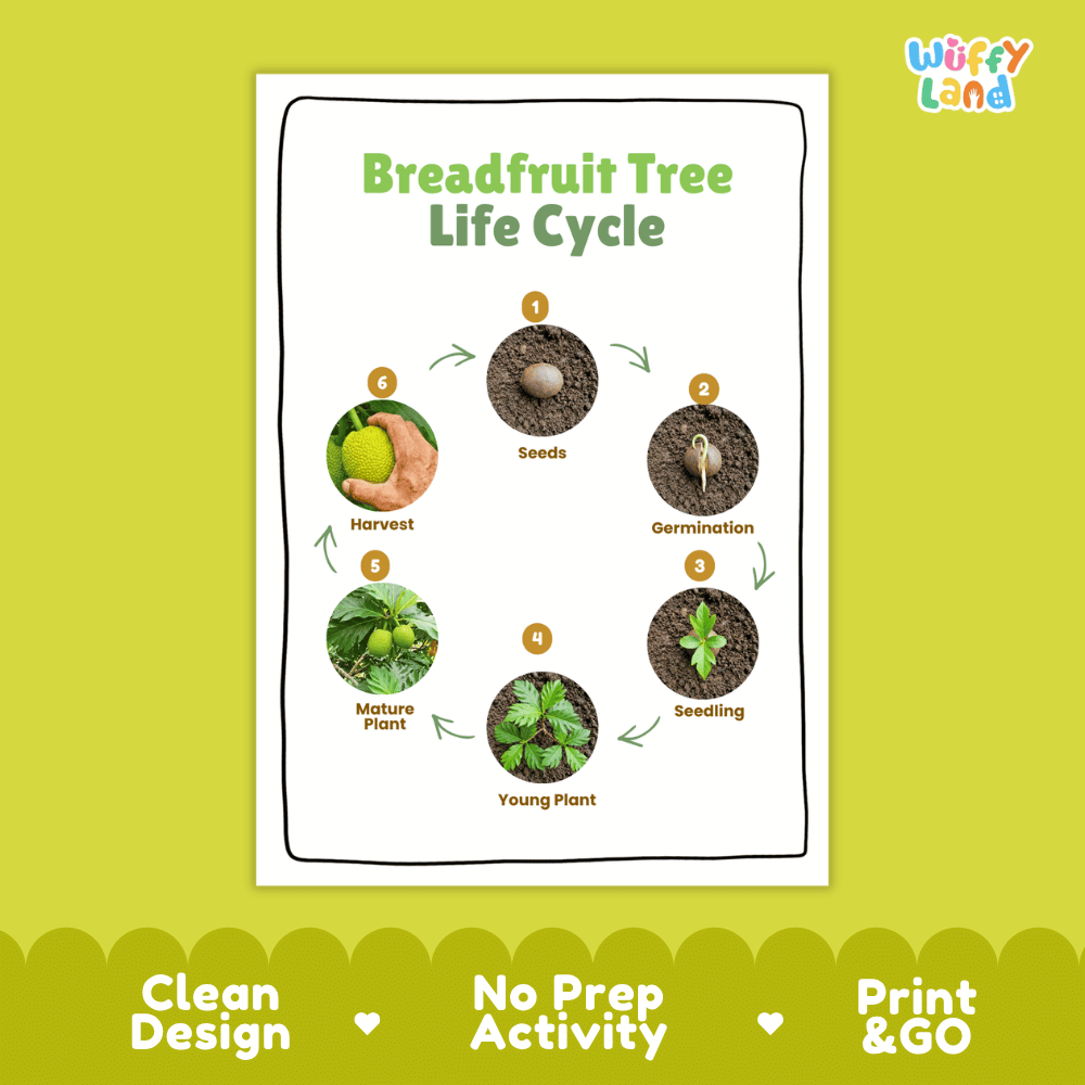 Breadfruit Tree Life Cycle Poster and Cut and Paste Activity Worksheets
