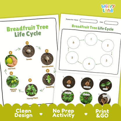 Breadfruit Tree Life Cycle Poster and Cut and Paste Activity Worksheets