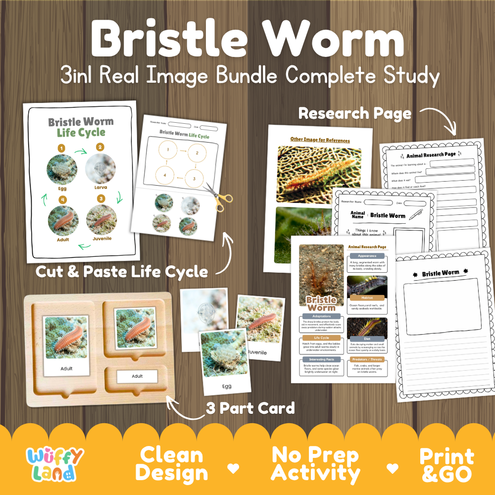 Bristle Worm 3-in-1 real image bundle complete study cover showing cut and paste life cycle, 3 part cards, and research pages