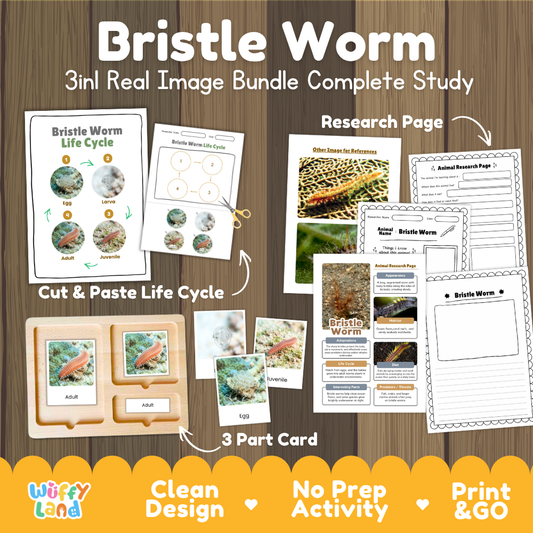 Bristle Worm 3-in-1 real image bundle complete study cover showing cut and paste life cycle, 3 part cards, and research pages