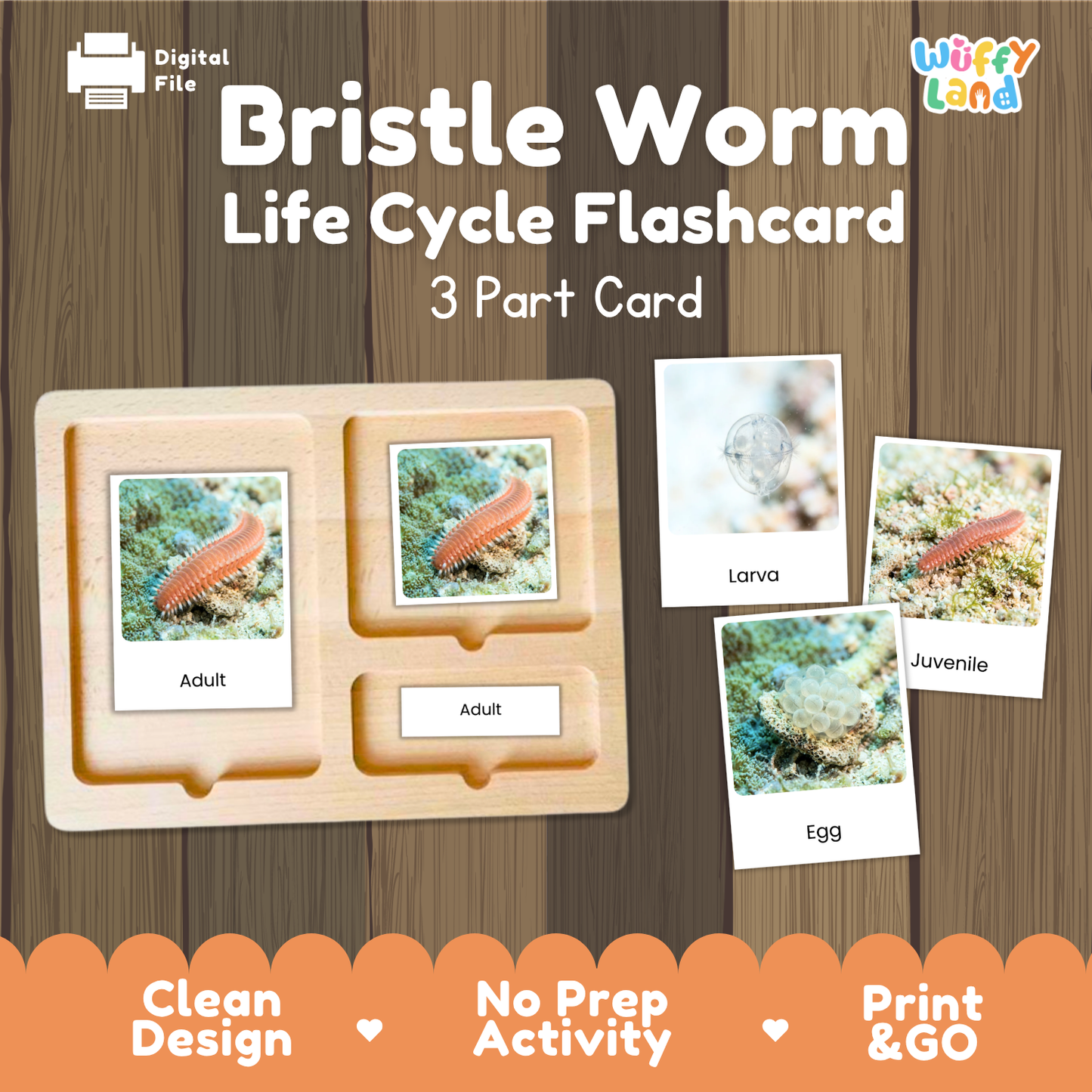 Bristle Worm Life Cycle Flashcard 3 Part Cards Science Activity Printable