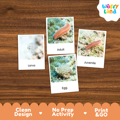 Bristle Worm Life Cycle Flashcard 3 Part Cards Science Activity Printable