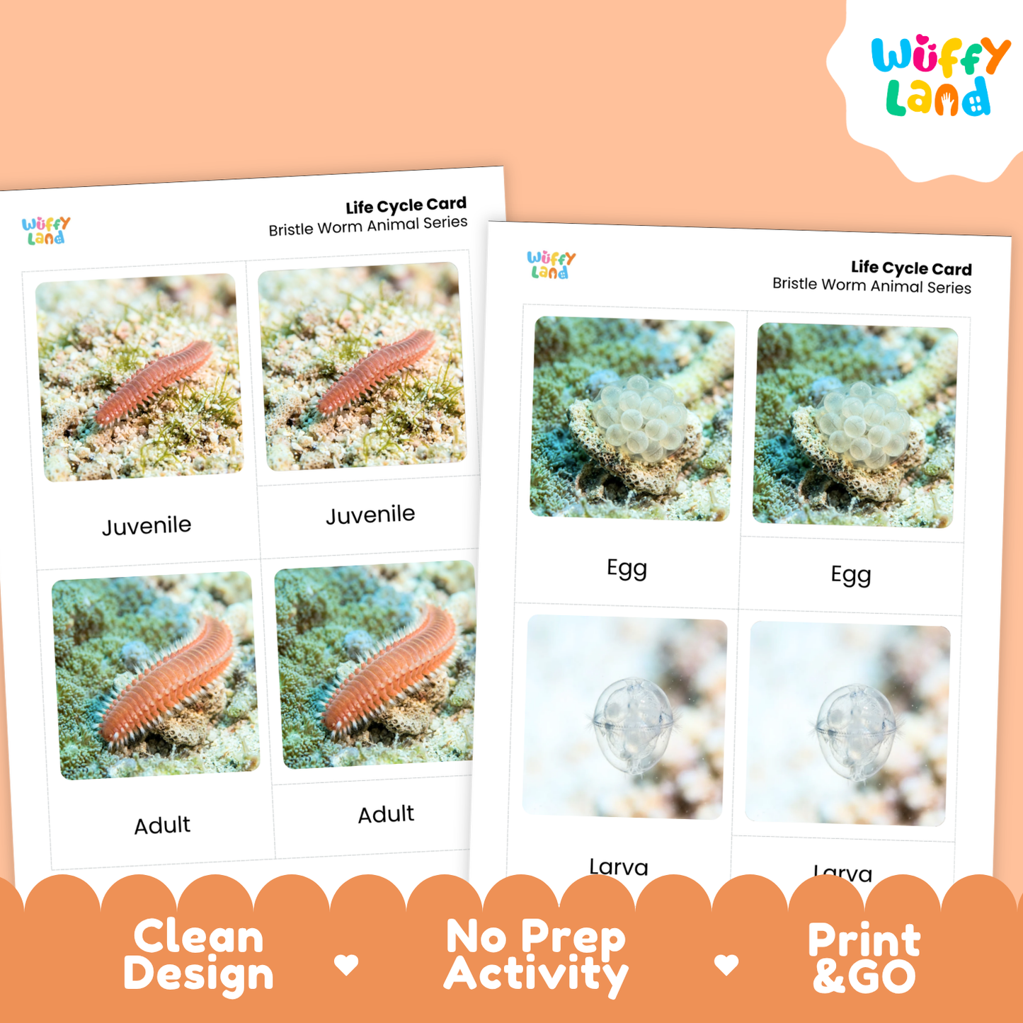 Bristle Worm Life Cycle Flashcard 3 Part Cards Science Activity Printable
