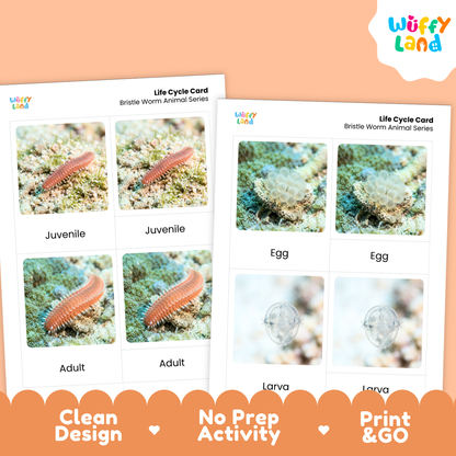Bristle Worm Life Cycle Flashcard 3 Part Cards Science Activity Printable