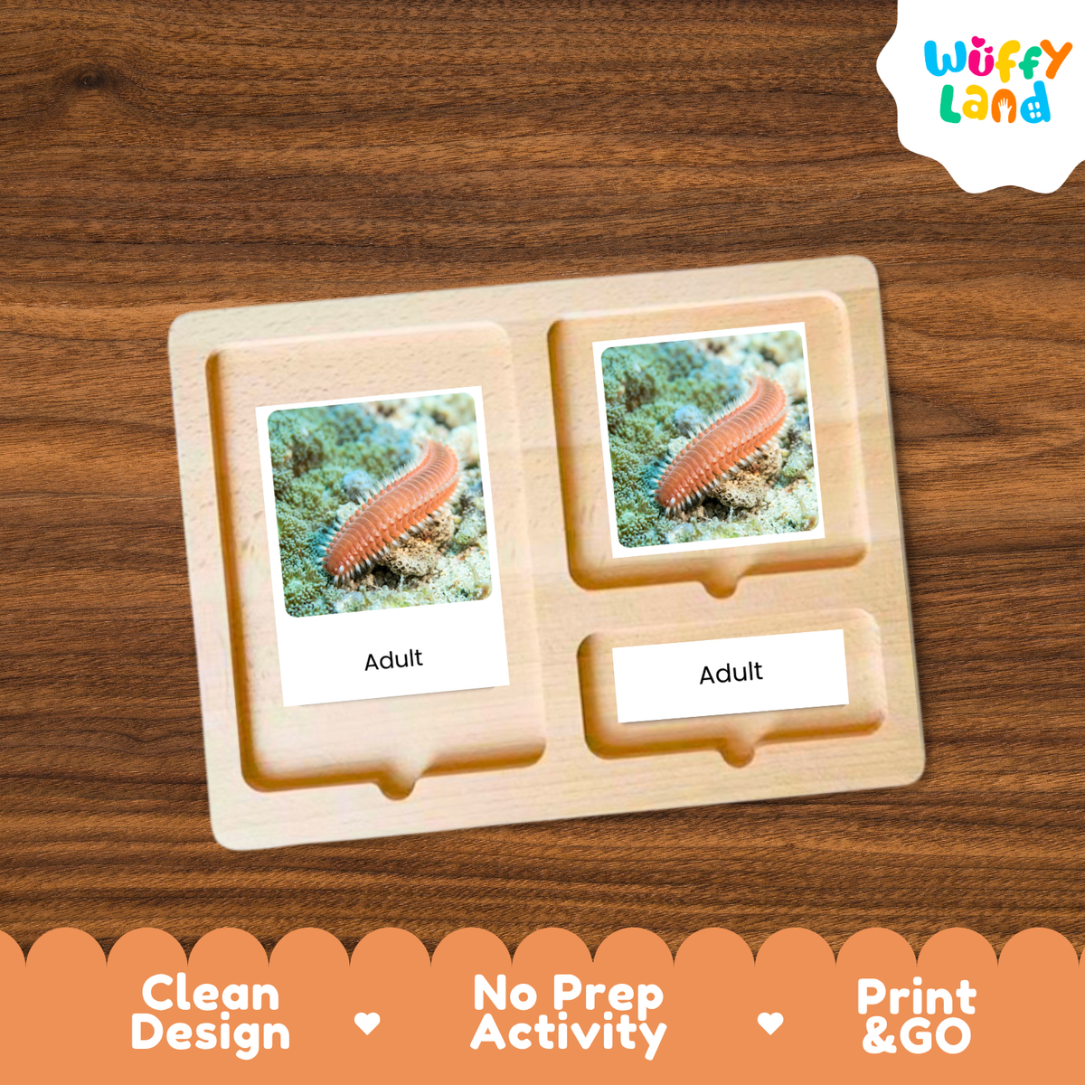 Bristle Worm Life Cycle Flashcard 3 Part Cards Science Activity Printable
