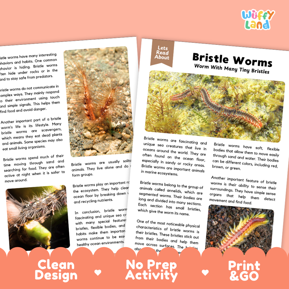 Educational activity sheet set about bristle worms, featuring a main text page, two smaller text pages, and an orange 'Print & GO' banner. The pages are styled with a clean, modern design and a subtle drop shadow on a white background with a 'Wiffly Land' logo in the top right.