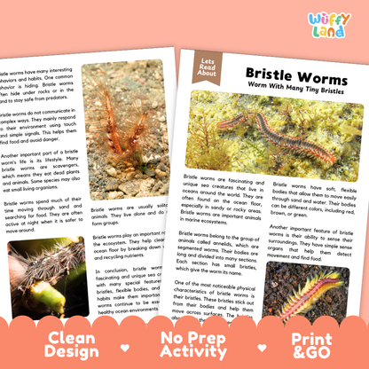 Educational activity sheet set about bristle worms, featuring a main text page, two smaller text pages, and an orange 'Print & GO' banner. The pages are styled with a clean, modern design and a subtle drop shadow on a white background with a 'Wiffly Land' logo in the top right.