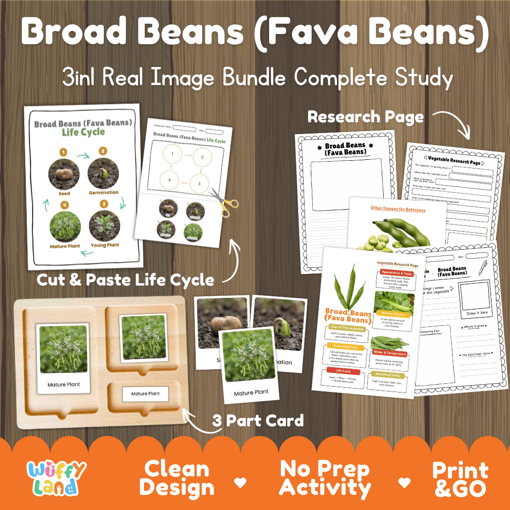 Complete Broad Beans and Fava Beans 3-in-1 real image study bundle featuring cut and paste worksheets, Montessori 3-part cards, and research pages 🫛🌱