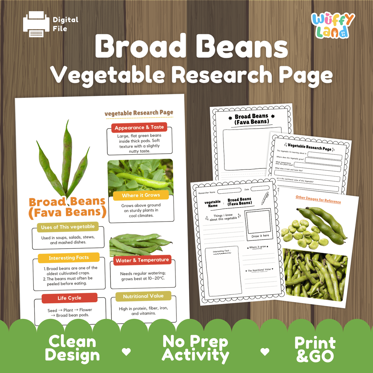 Student vegetable research printable fact sheet detailing fava beans appearance, ancient cultivation facts, cool climate, and nutrition with real images 📝🔍